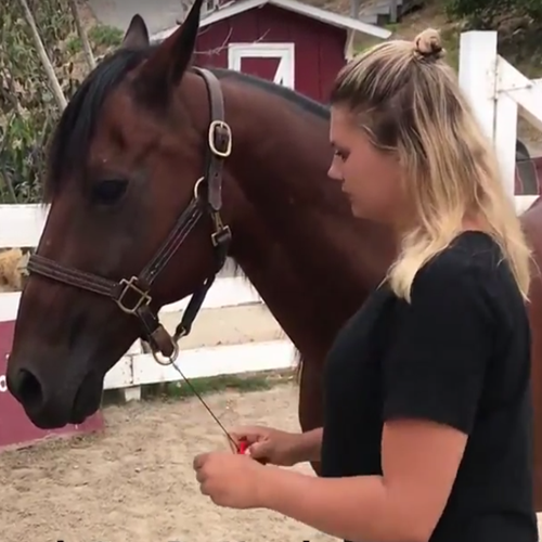 Horses