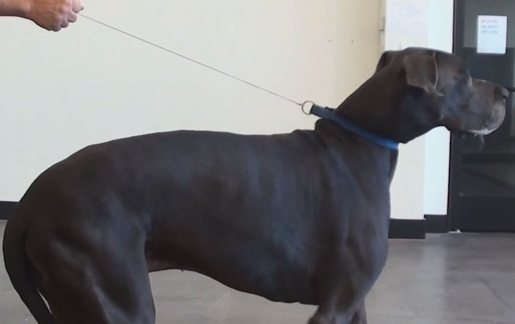 Emergency Leash - Emergency Leash