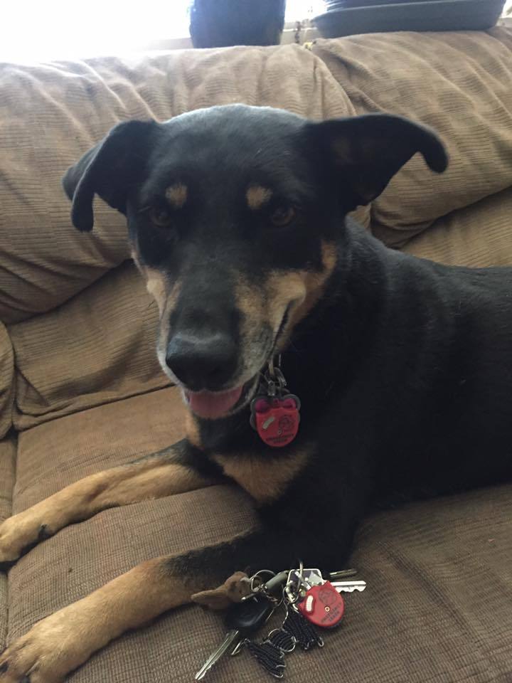 Emergency Leash - Emergency Leash