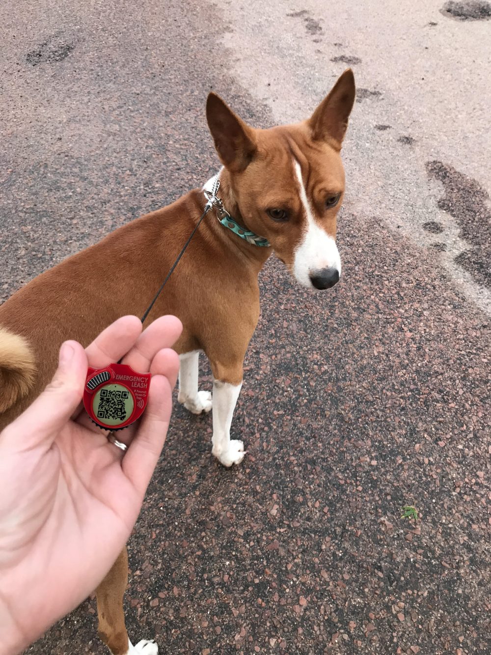 The Emergency Leash resting in an open palm, cord running to the collar of a Basenji standing on the road