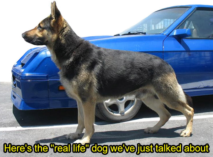 Barron, the real German Shepherd who inspired the Emergency Leash, standing in front of a blue sports car